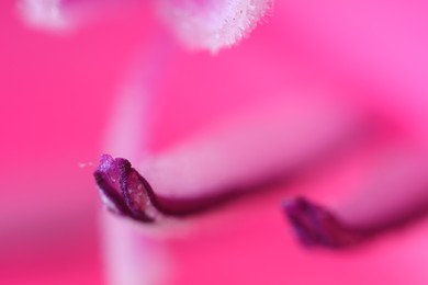 Beautiful pink Gladiolus flower as background, macro view