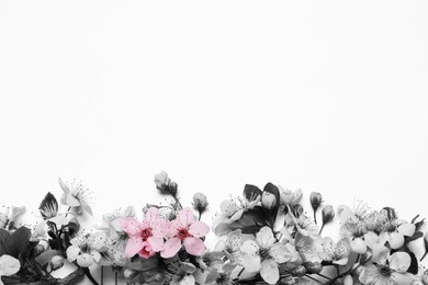 Image of Beautiful spring tree blossoms on light background, top view. Black and white tone with selective color effect