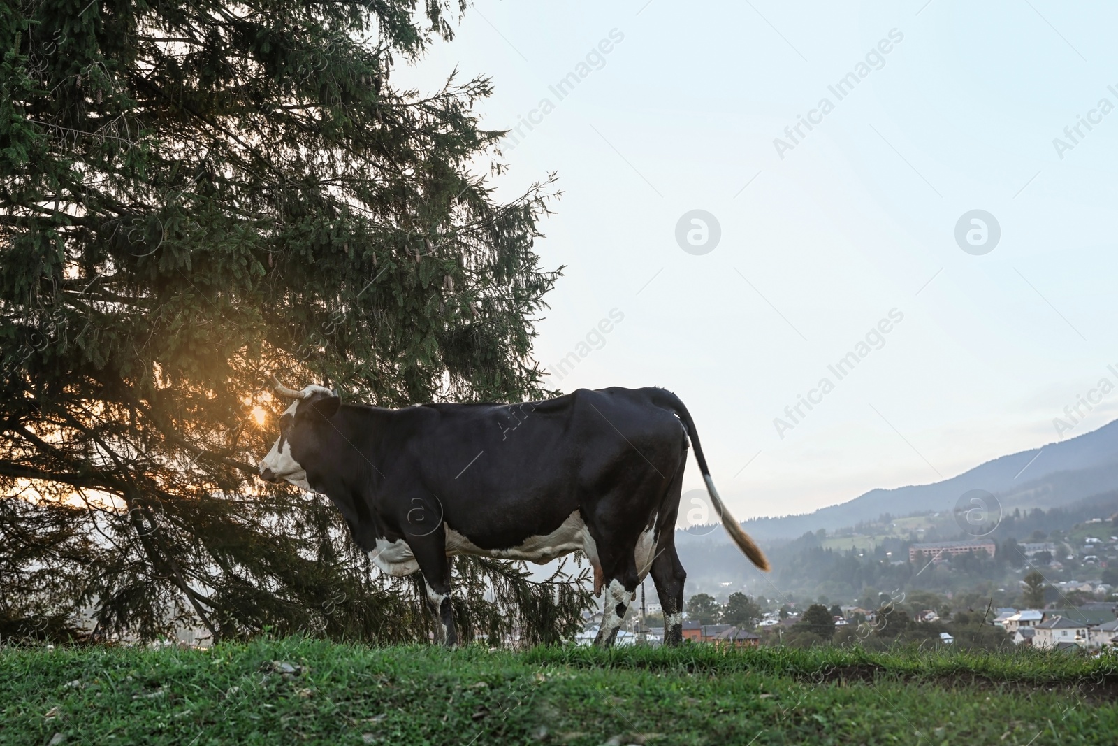 Photo of Cow grazing on green meadow in summer