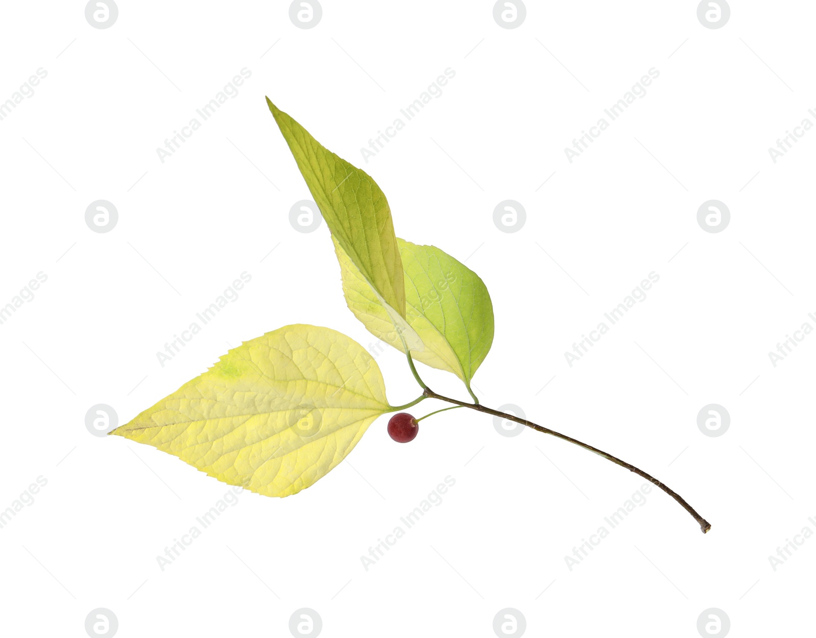 Photo of Twig with beautiful leaves isolated on white. Autumn season
