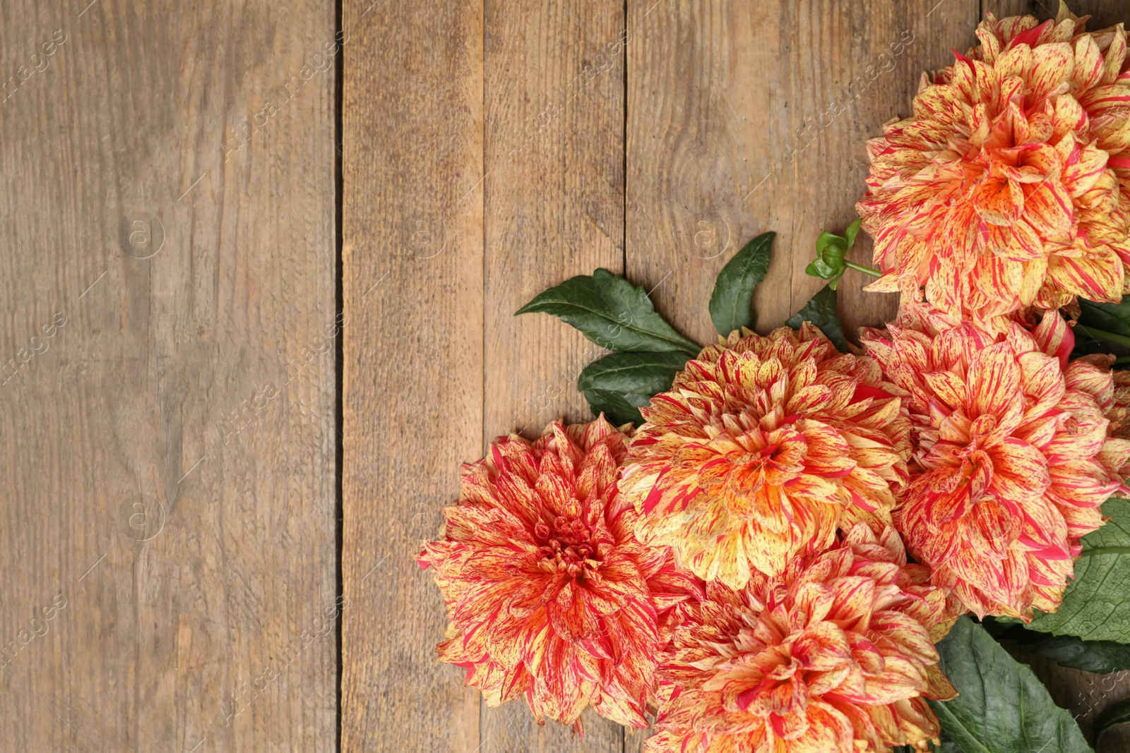 Photo of Beautiful dahlia flowers on wooden background, flat lay. Space for text