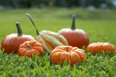 Photo of Many orange pumpkins on green grass outdoors