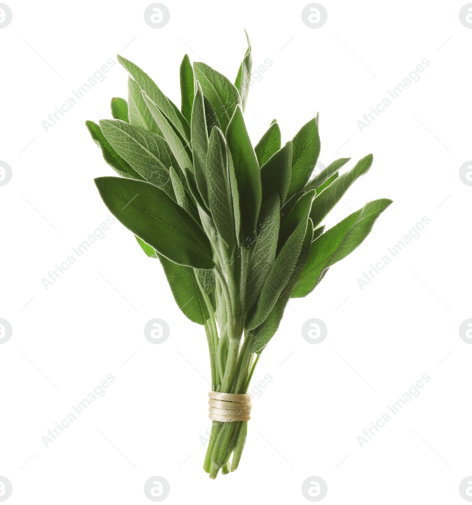 Photo of Bunch of fresh sage isolated on white