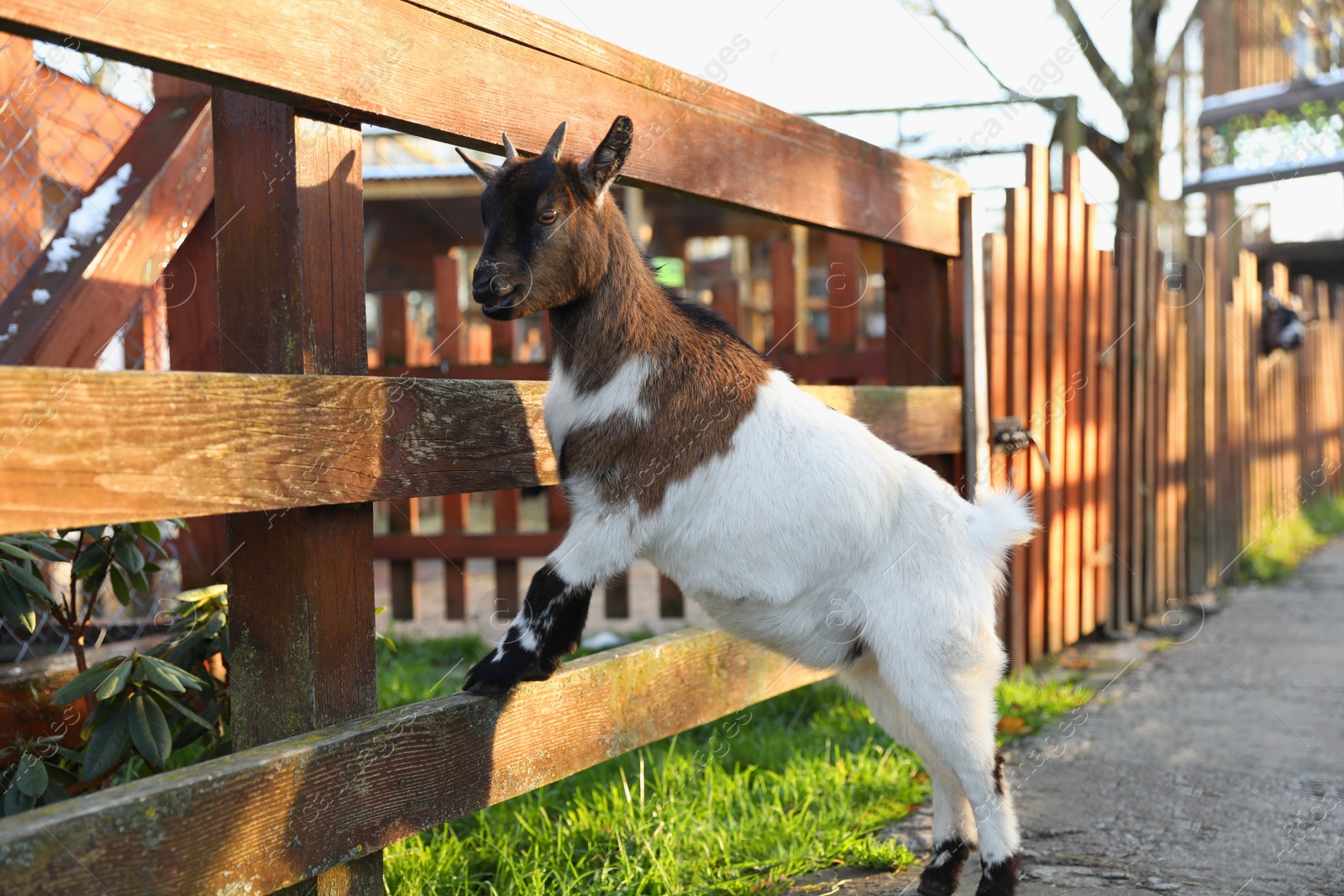 Photo of Cute goat inside of paddock in zoo