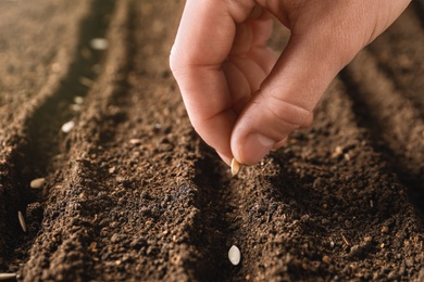 Photo of Farmer planting seeds into fertile soil, closeup with space for text. Gardening time