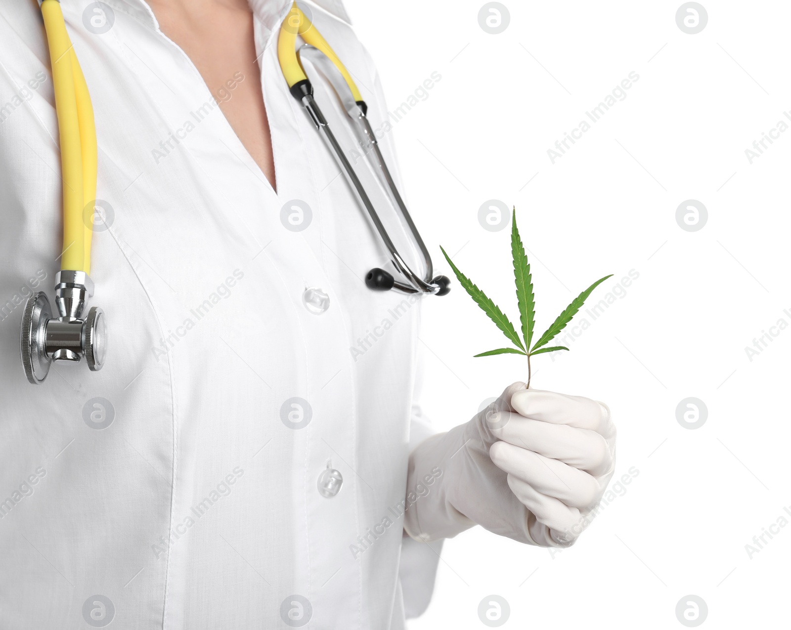 Photo of Doctor holding fresh hemp leaf on white background, closeup