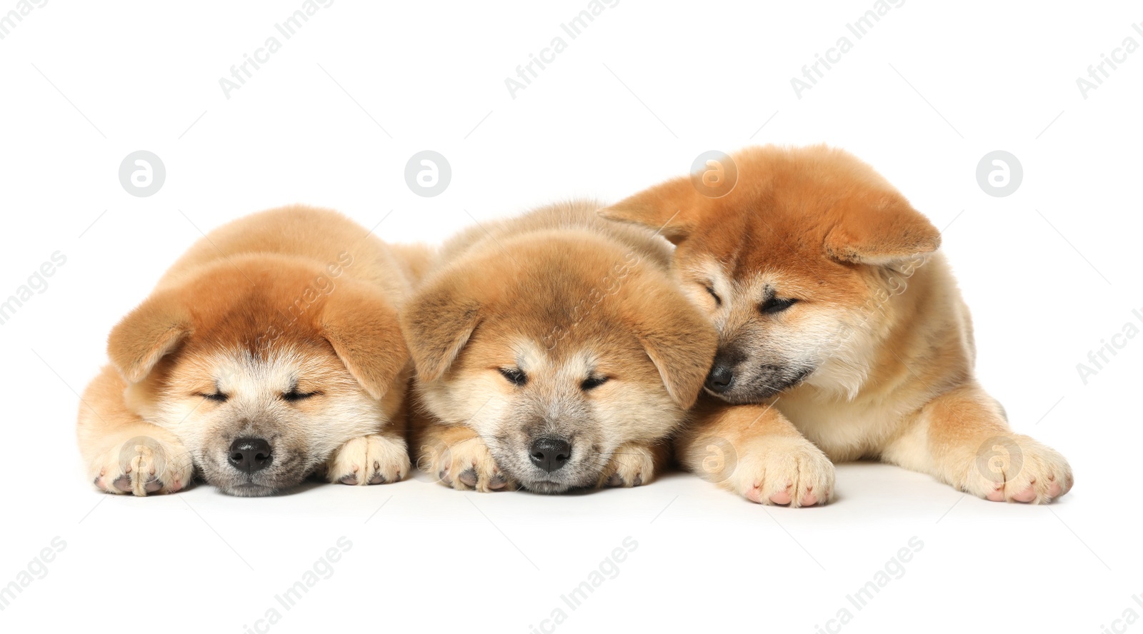 Photo of Cute Akita Inu puppies on white background. Baby animals