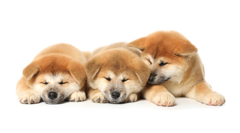 Photo of Cute Akita Inu puppies on white background. Baby animals