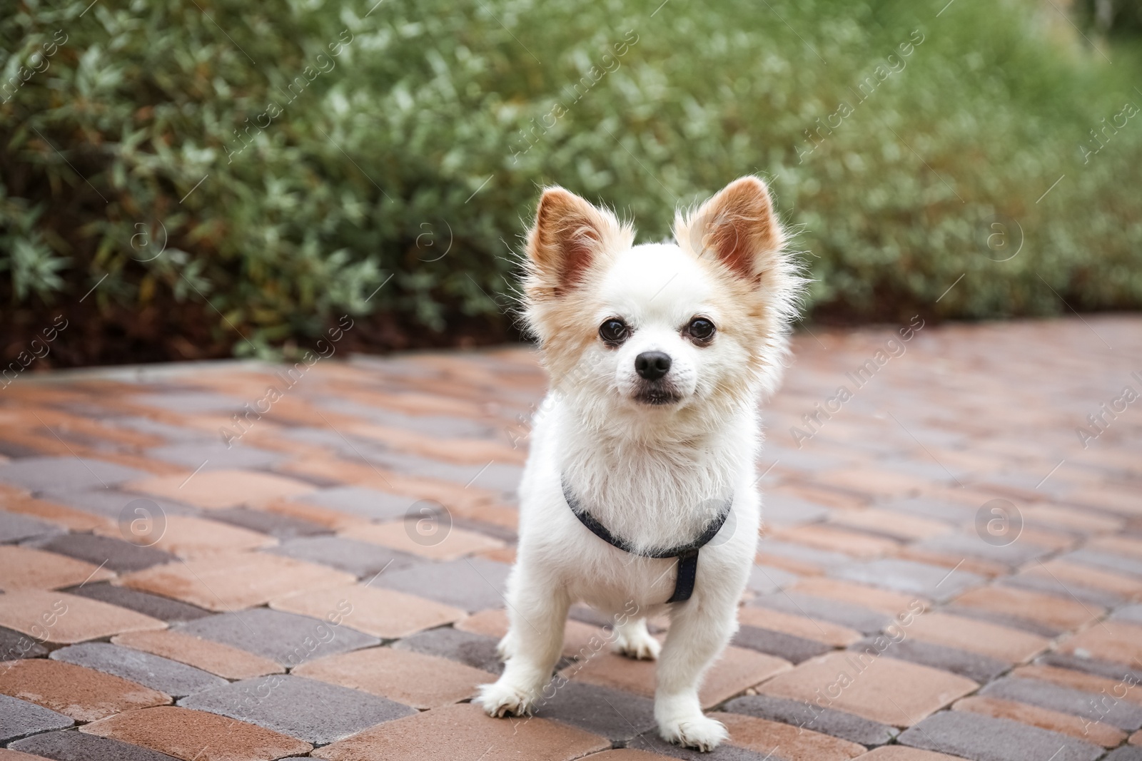 Photo of Cute Chihuahua with leash on walkway outdoors. Dog walking