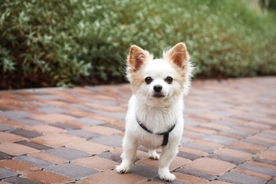 Photo of Cute Chihuahua with leash on walkway outdoors. Dog walking