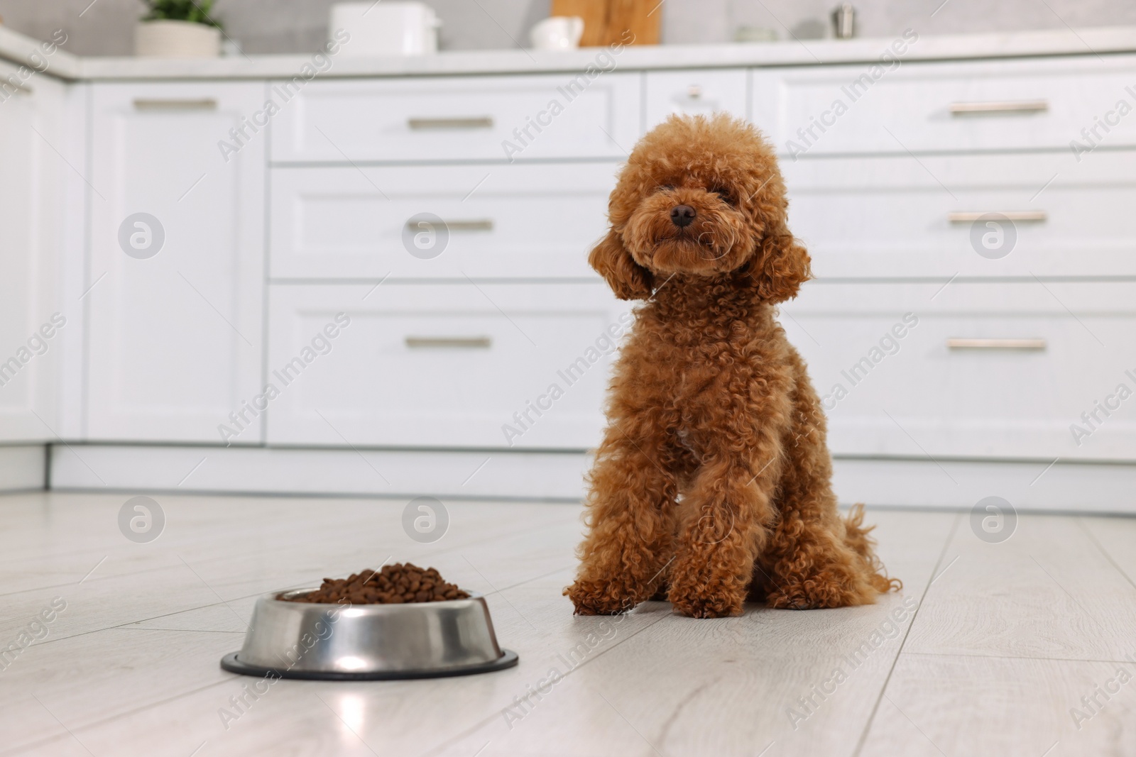 Photo of Cute Maltipoo dog near feeding bowl with dry food on floor in kitchen. Lovely pet