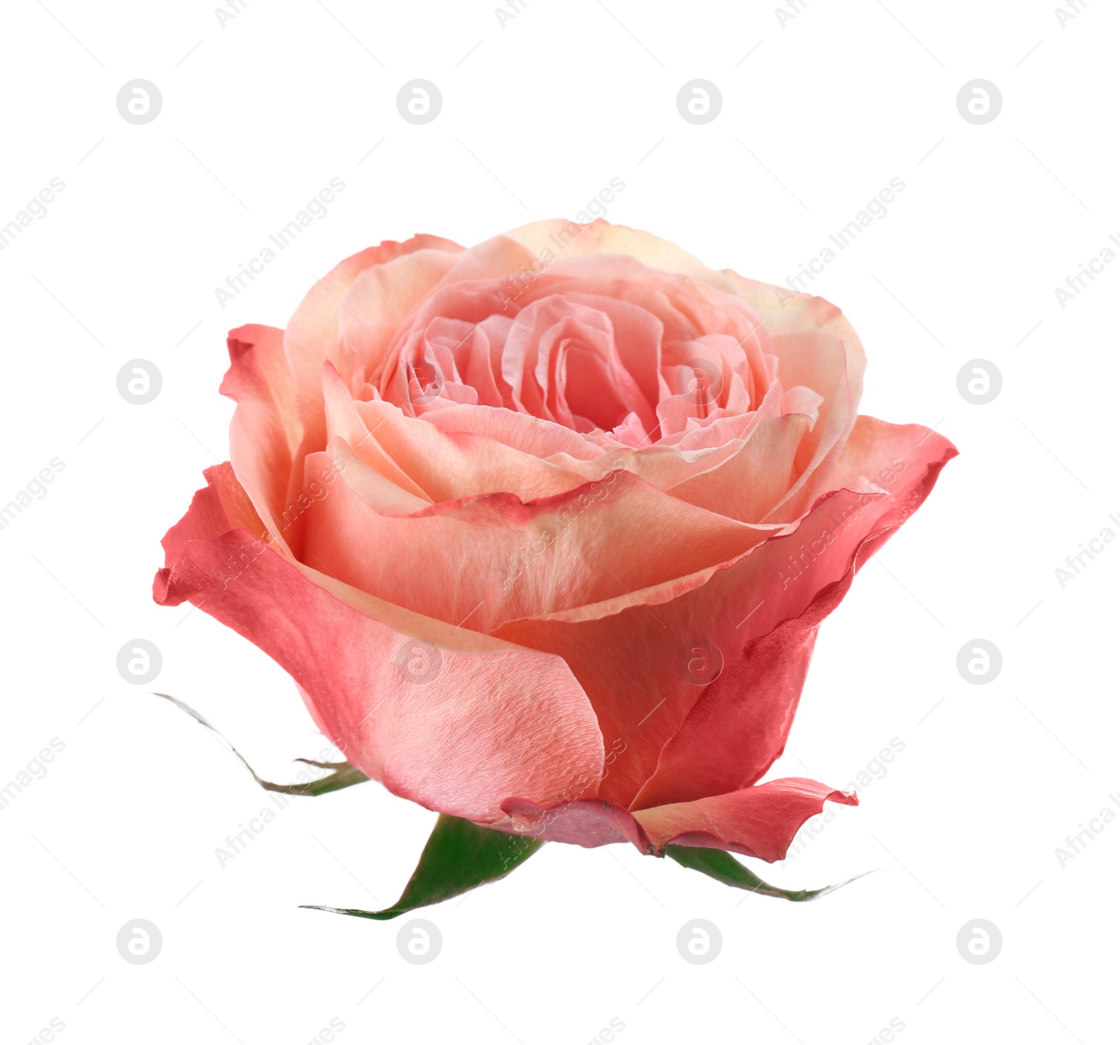 Photo of Beautiful fresh rose flower on white background