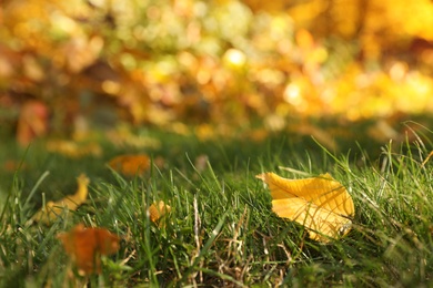 Photo of Yellow autumn leaves on green lawn outdoors, closeup
