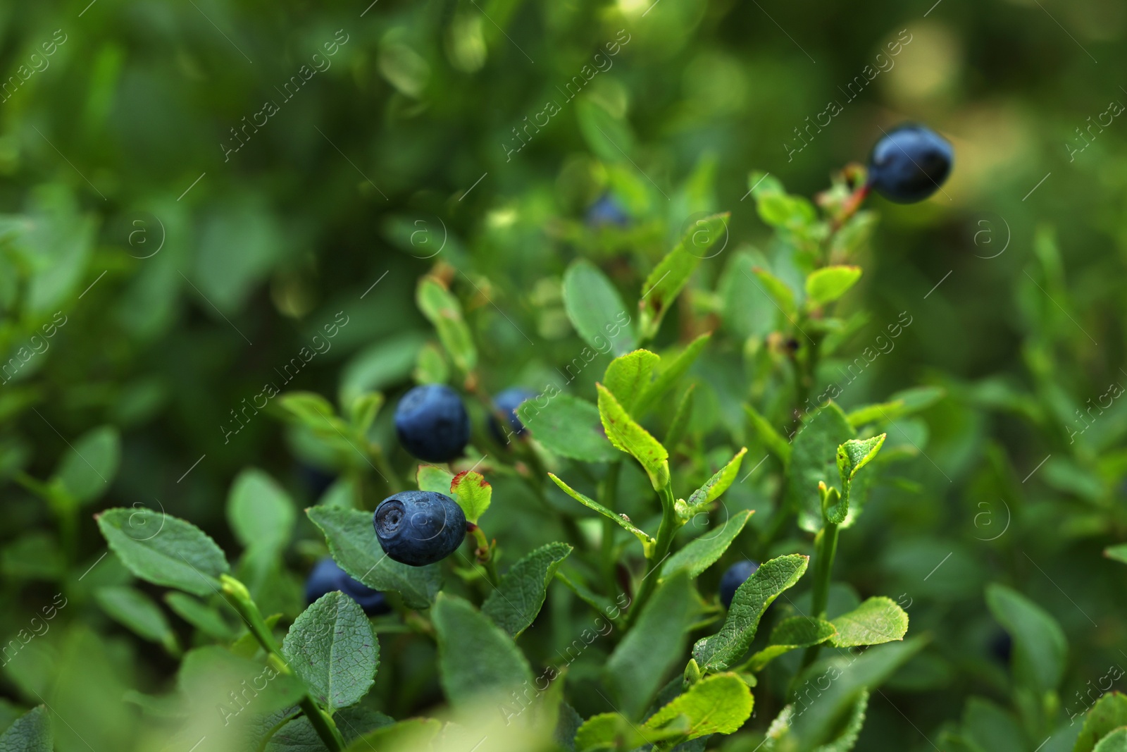 Photo of Ripe bilberries growing in forest, closeup. Seasonal berries