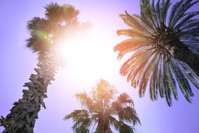 Image of Beautiful palm trees with green leaves on sunny day, low angle view