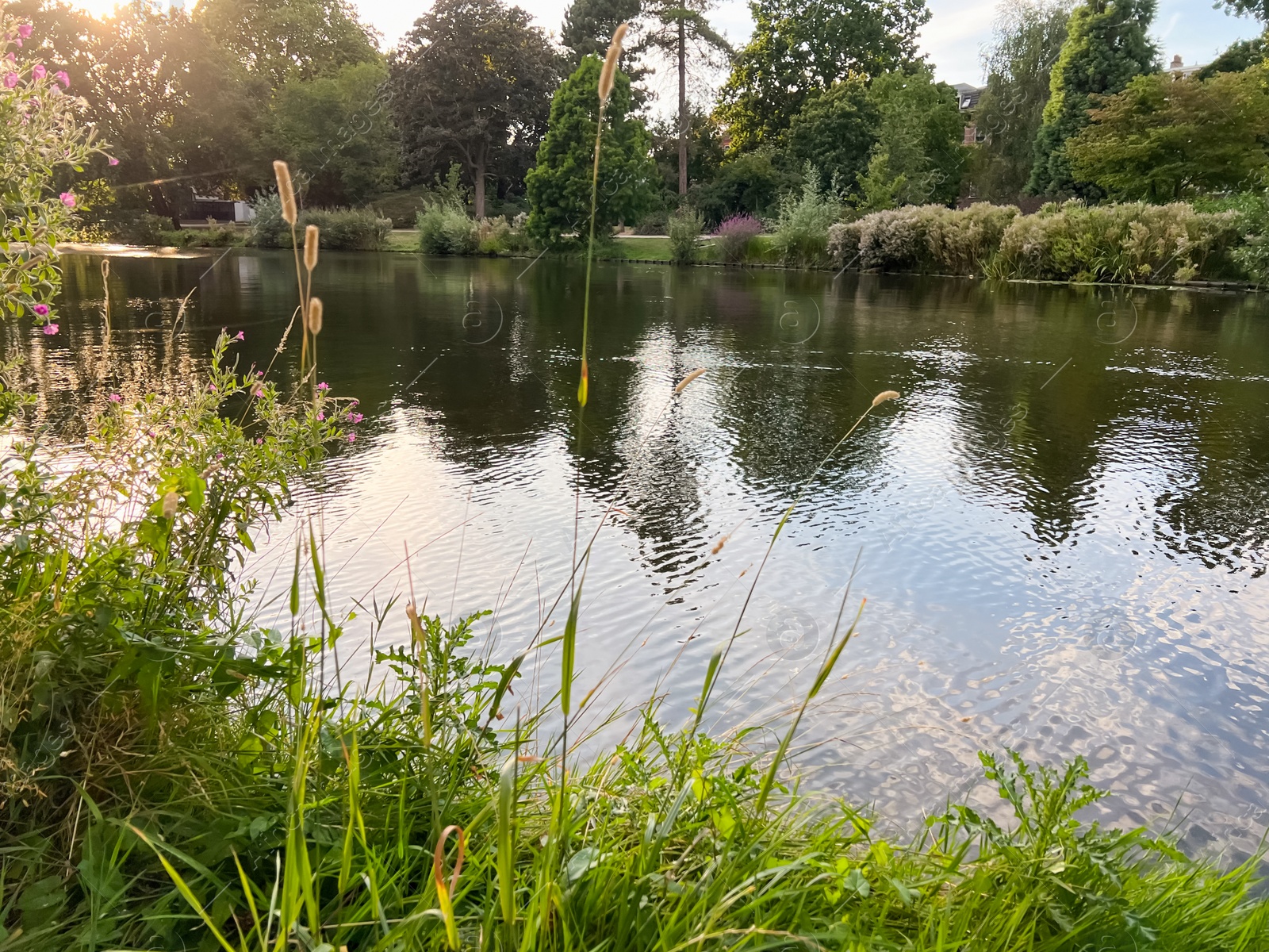 Photo of Beautiful view of different plants near lake on sunny day