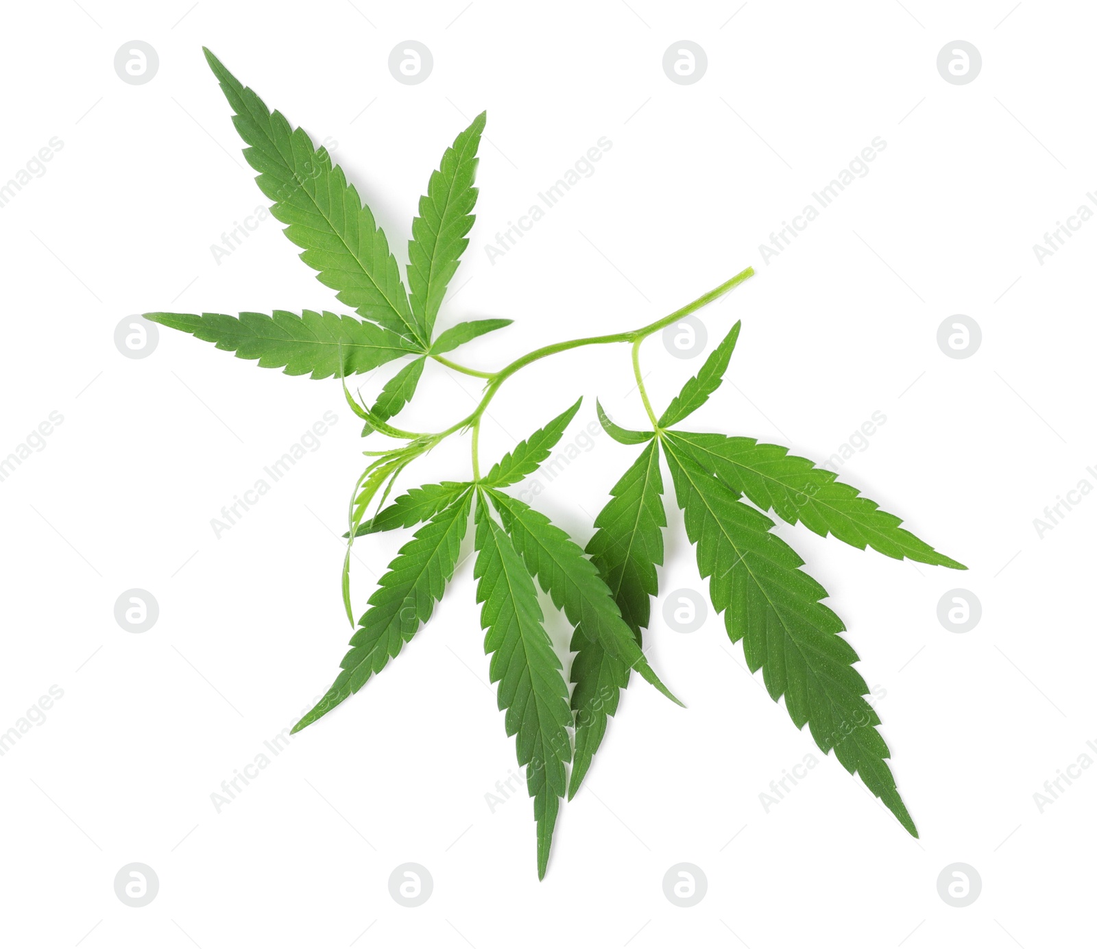 Photo of Fresh green hemp leaves on white background, top view