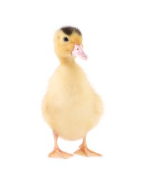 Photo of Baby animal. Cute fluffy duckling on white background