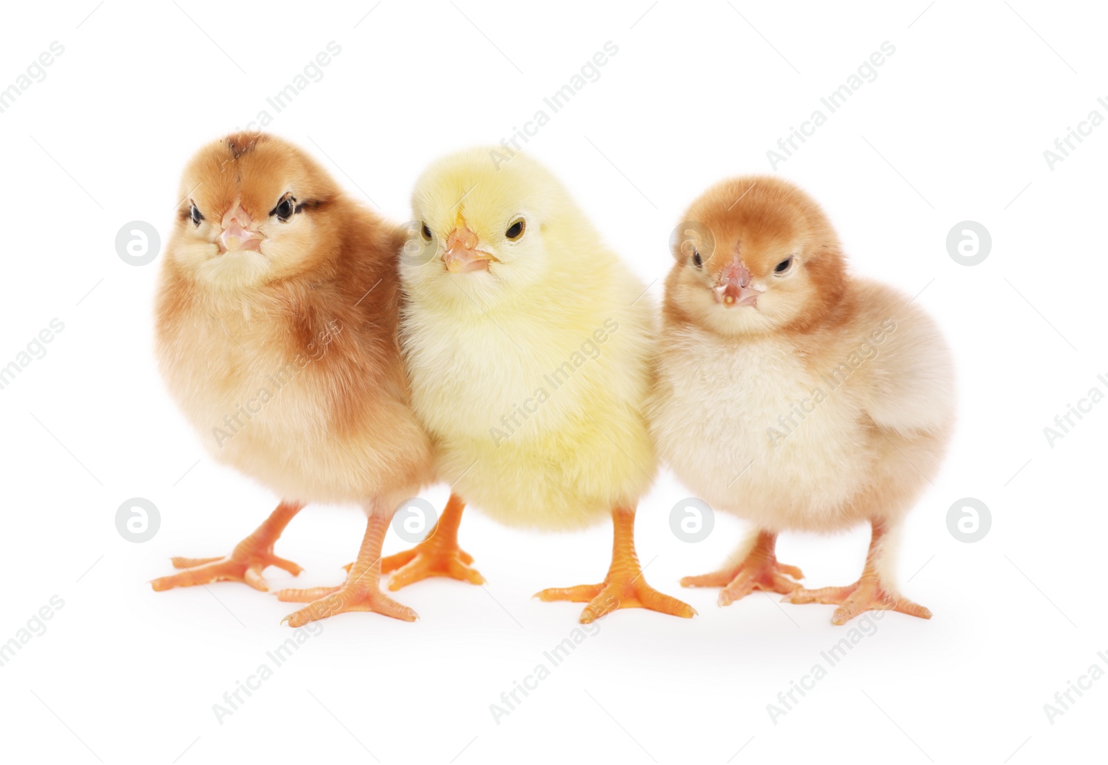 Photo of Three cute fluffy chickens on white background