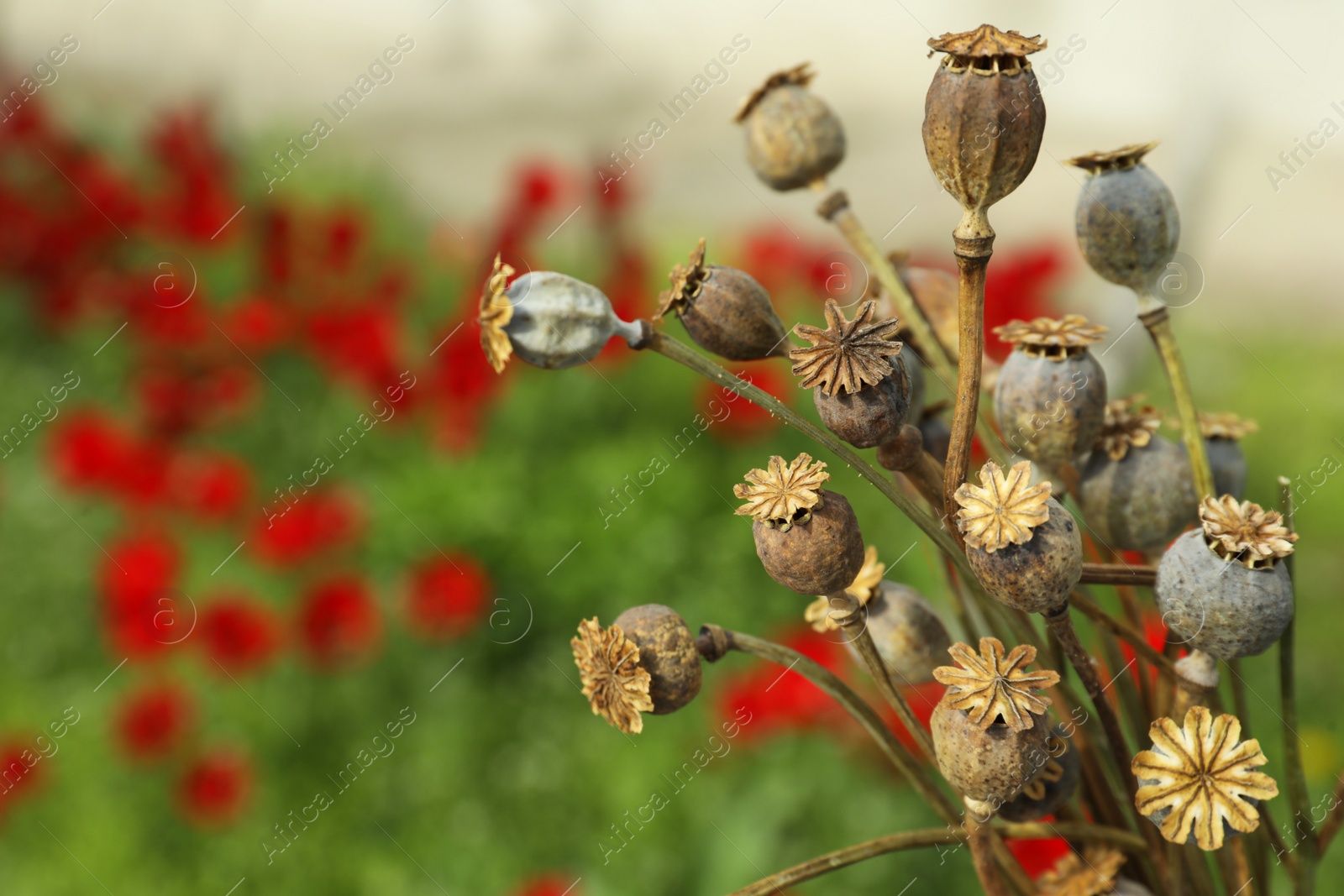 Photo of Dry poppy heads outdoors, closeup. Space for text