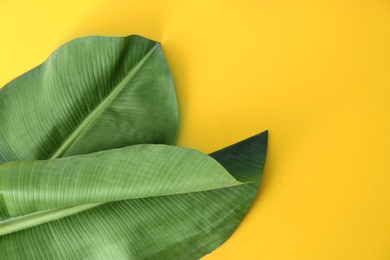 Photo of Fresh green banana leaves on color background, flat lay with space for text. Tropical foliage