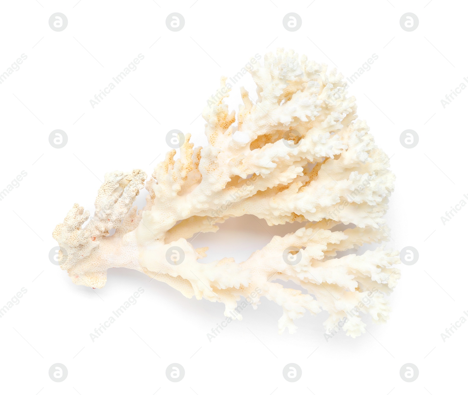 Photo of Beautiful exotic sea coral isolated on white, top view