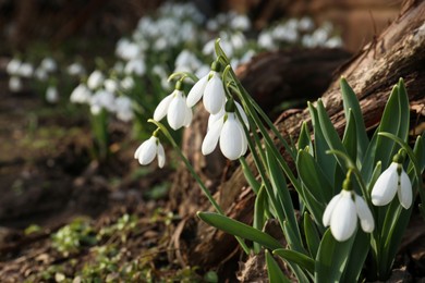 Beautiful white blooming snowdrops growing outdoors. Spring flowers