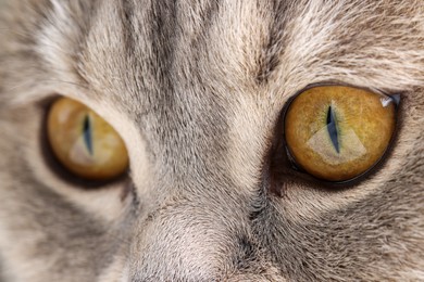 Photo of Macro photo of cat with beautiful eyes. Cute pet