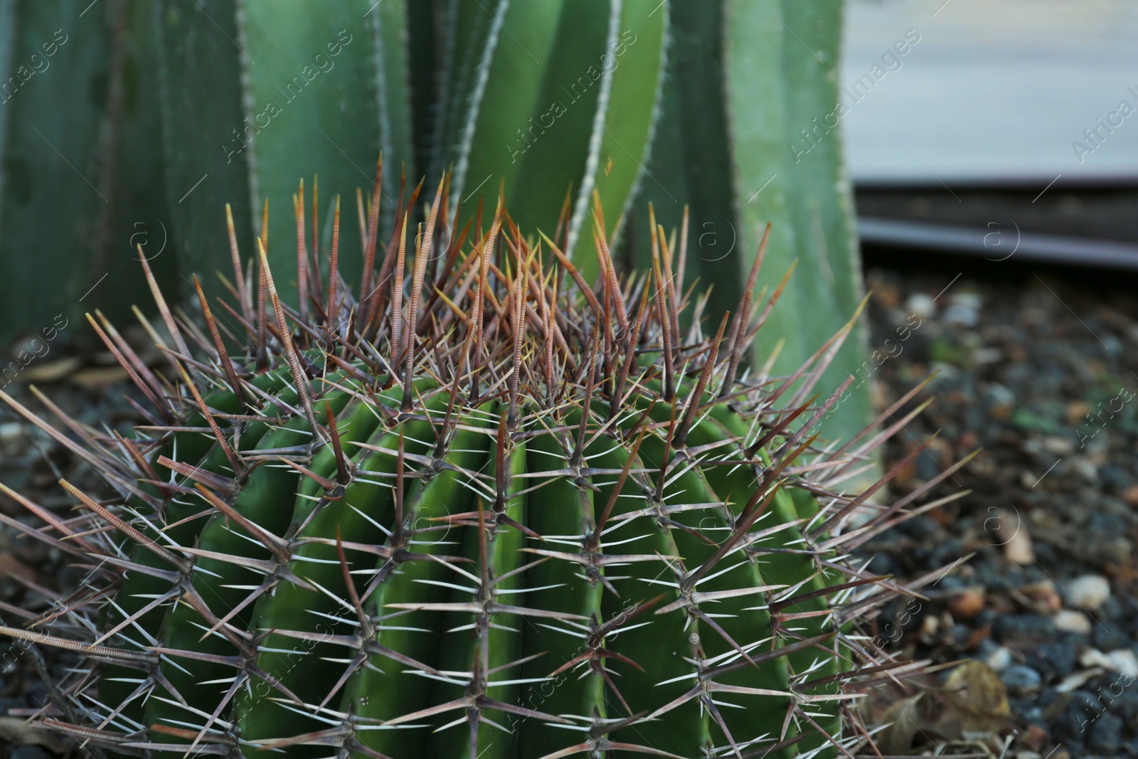 Photo of Closeup view of beautiful cactus growing outdoors