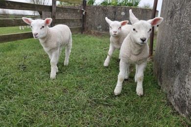 Cute lambs near wooden fence on green field
