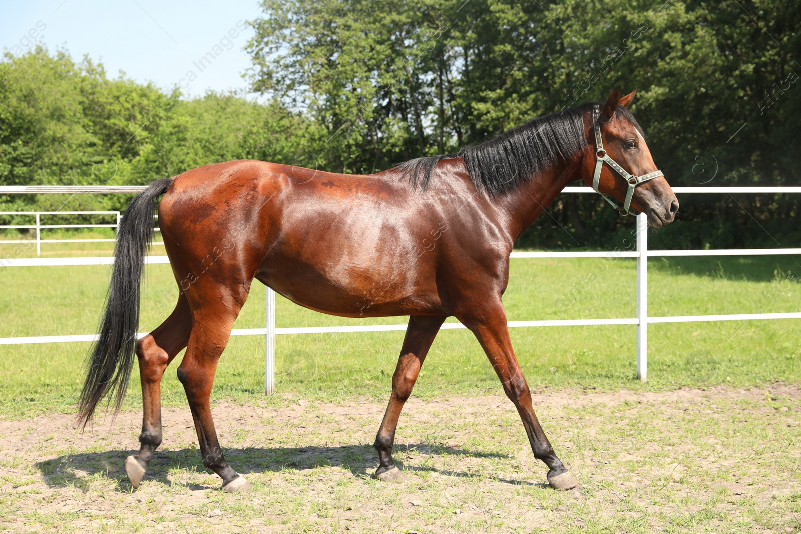 Photo of Bay horse in paddock on sunny day. Beautiful pet