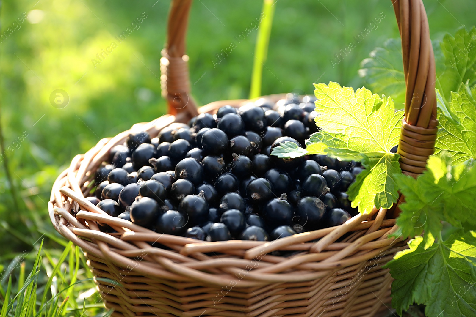 Photo of Ripe blackcurrants in wicker basket on green grass, closeup