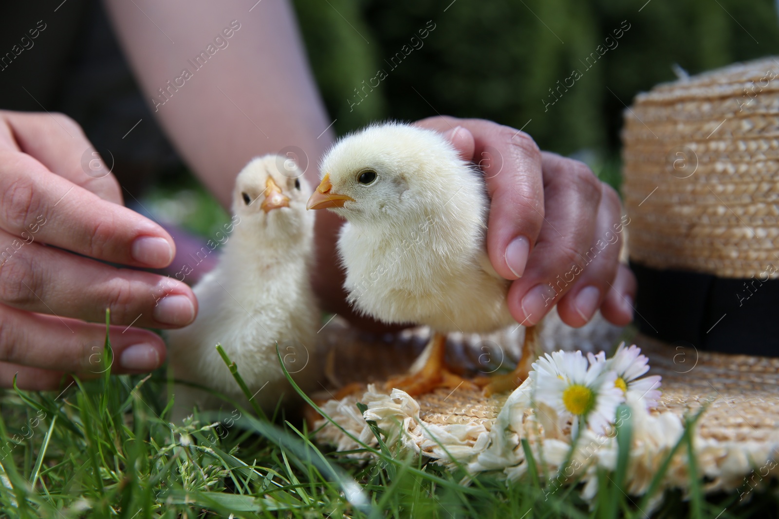 Photo of Woman with cute chicks and straw hat on green grass outdoors, closeup. Baby animals