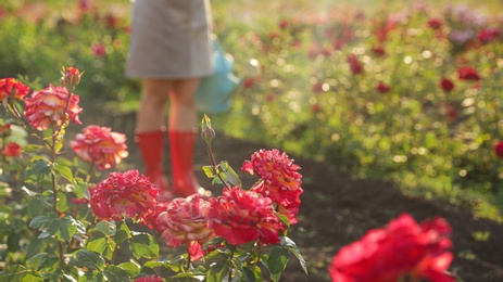 Photo of Blooming rose bushes and blurred view of gardener on background