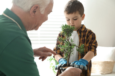 Photo of Senior man with little grandson taking care of Japanese bonsai plant indoors. Creating zen atmosphere at home