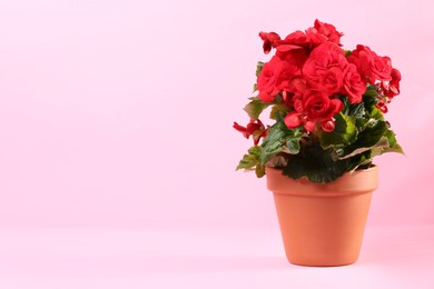 Photo of Begonia in terracotta flower pot on pink background. Space for text