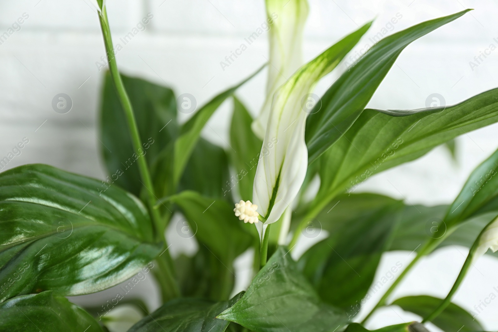 Photo of Flowers and leaves of peace lily on light background, closeup. Space for text