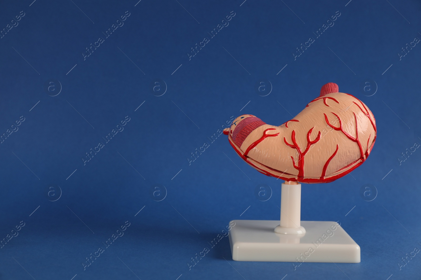 Photo of Human stomach model on blue background. Space for text