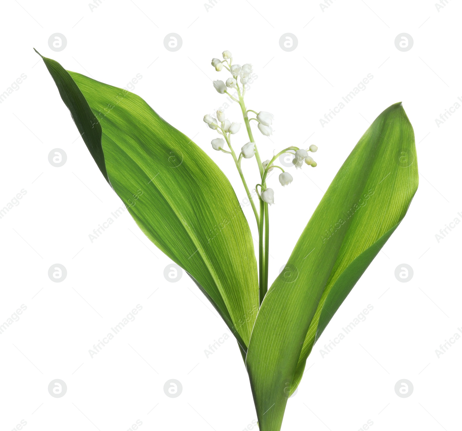 Photo of Beautiful lily of the valley flowers with green leaves on white background