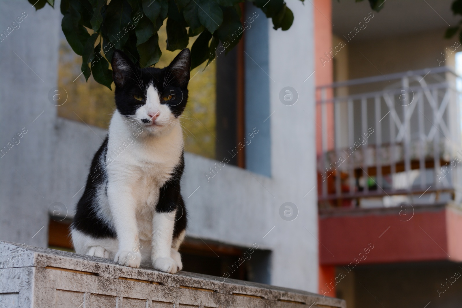 Photo of Lonely stray cat outdoors, space for text. Homeless pet