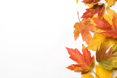Photo of Colorful autumn leaves on white background, top view