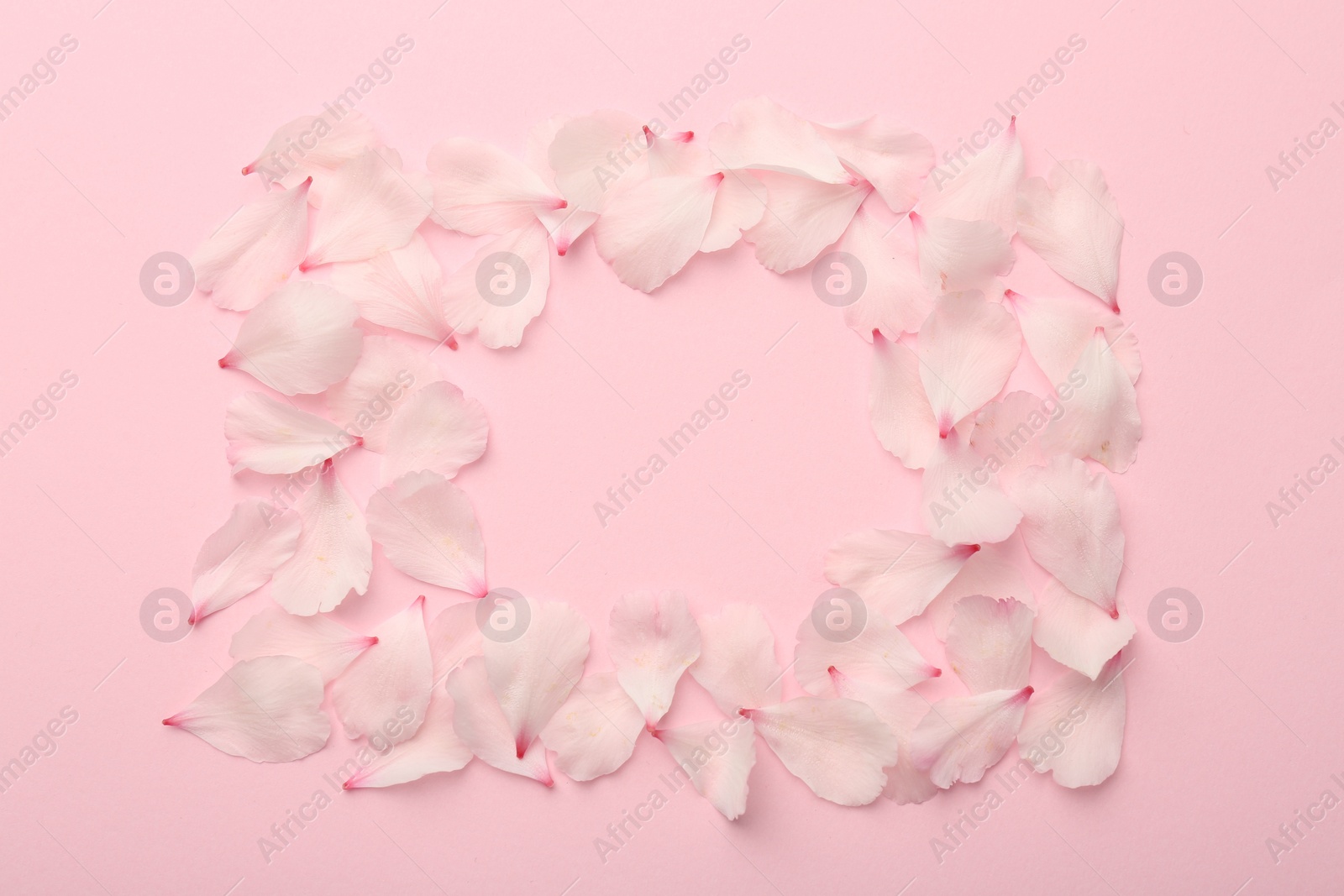 Photo of Frame of beautiful spring blossoms petals on pink background, flat lay. Space for text