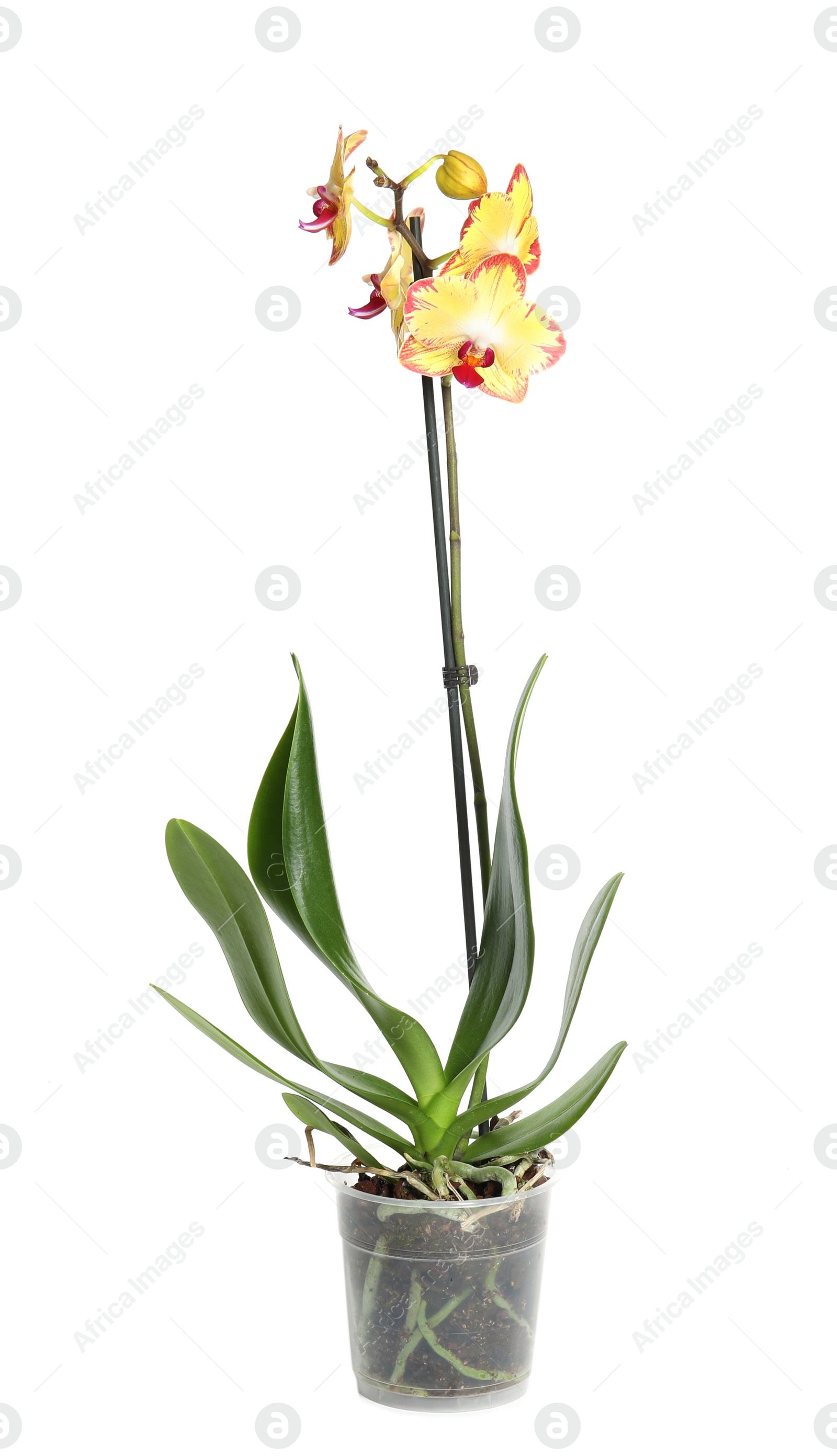 Photo of Beautiful tropical orchid flower in pot on white background