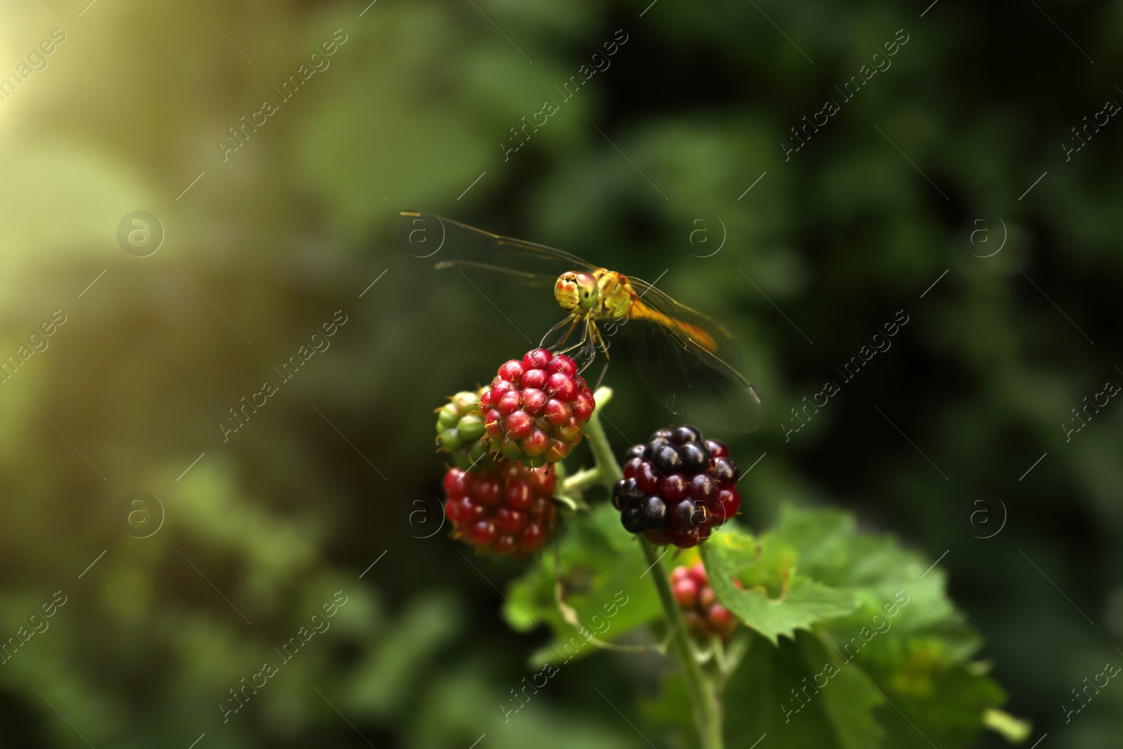 Photo of Dragonfly on branch with unripe blackberries outdoors, closeup