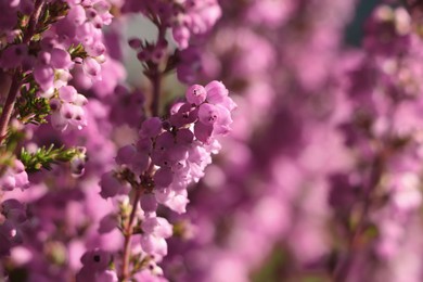 Photo of Heather shrub with blooming flowers outdoors on sunny day, closeup. Space for text