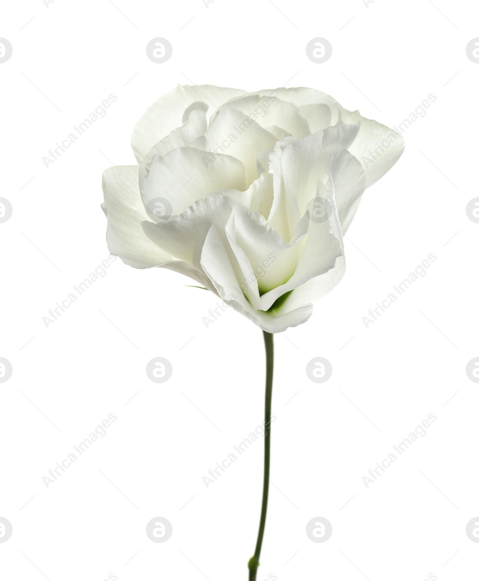 Photo of Beautiful Eustoma flower on white background