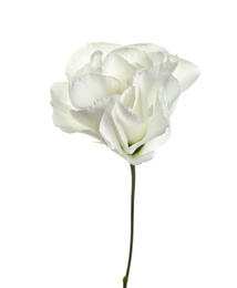 Beautiful Eustoma flower on white background