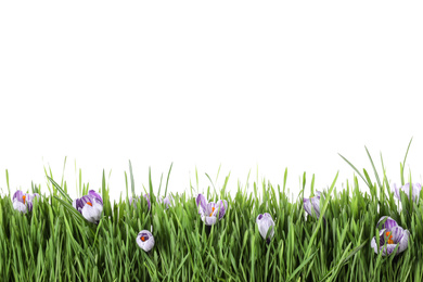 Photo of Fresh green grass and crocus flowers on white background. Spring season