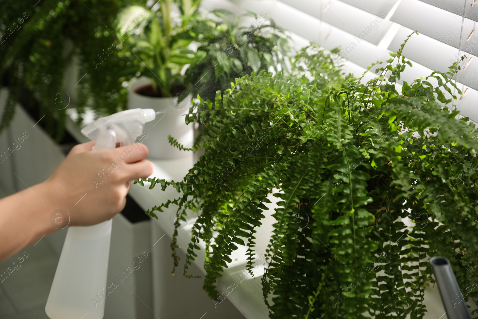 Photo of Woman spraying plants near window at home, closeup