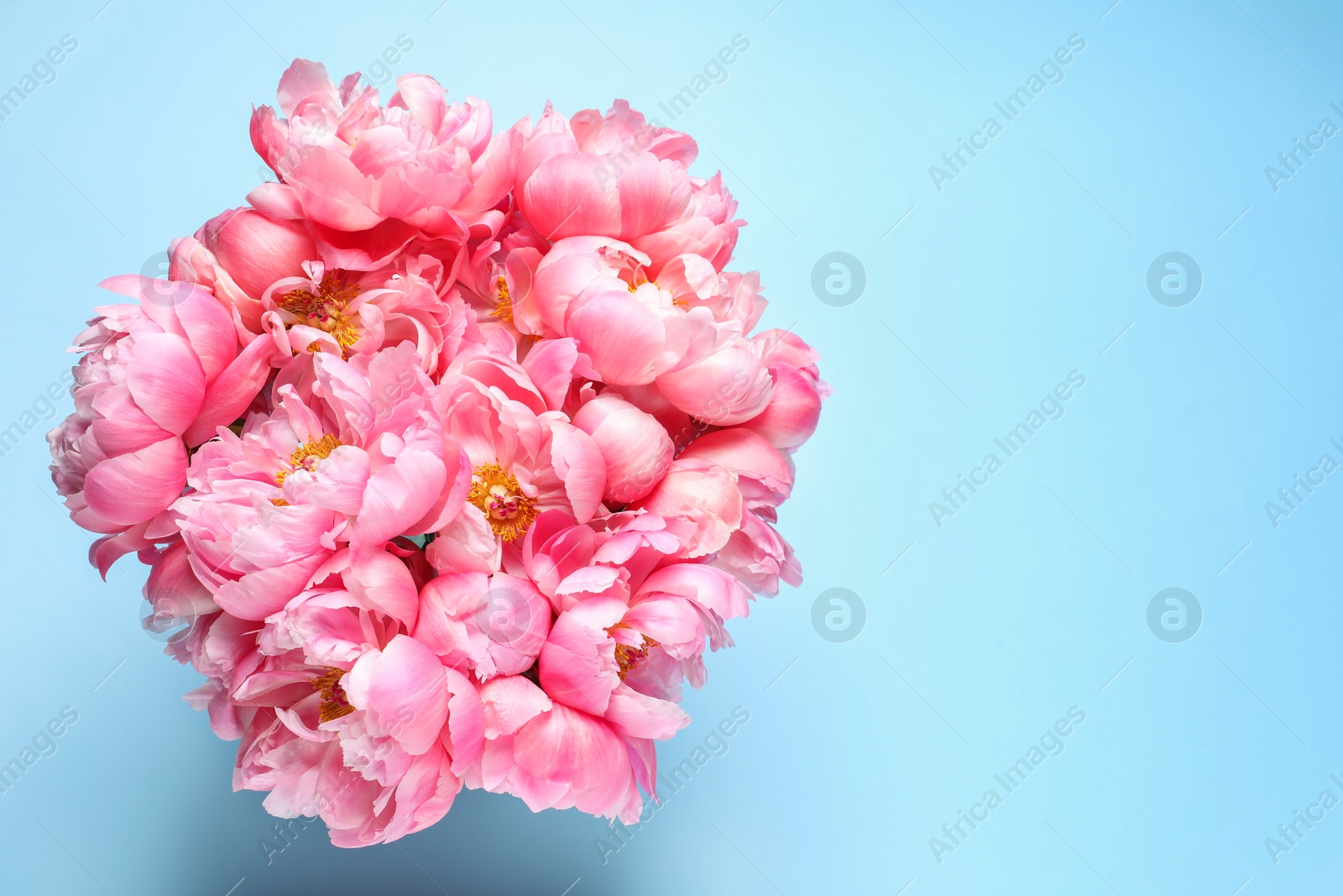 Photo of Bunch of beautiful peonies on turquoise background, top view. Space for text